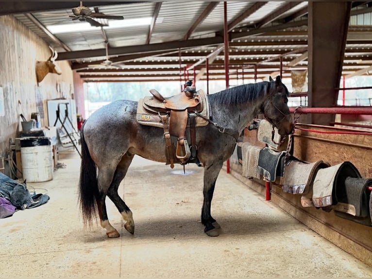 American Quarter Horse Wallach 7 Jahre 163 cm Roan-Bay in Hatfield