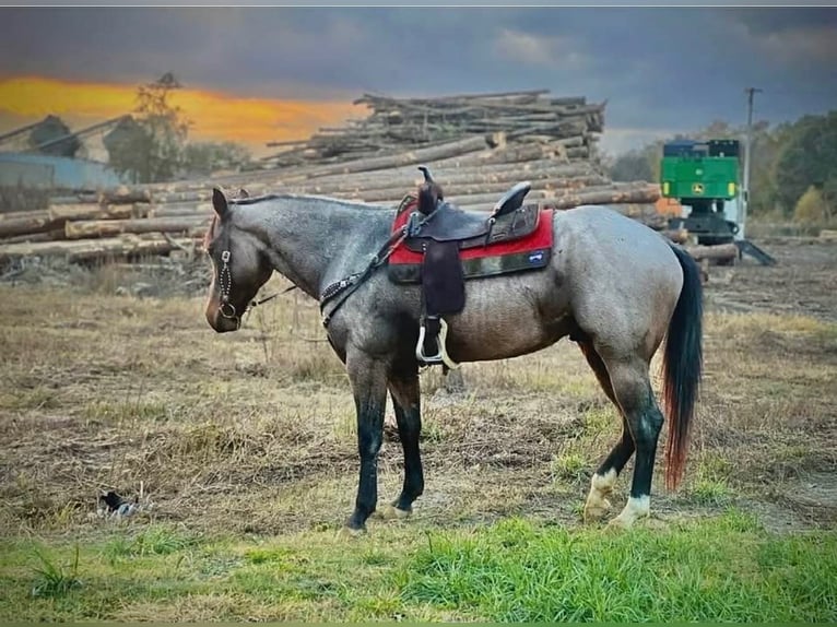 American Quarter Horse Wallach 7 Jahre 163 cm Roan-Bay in Hatfield