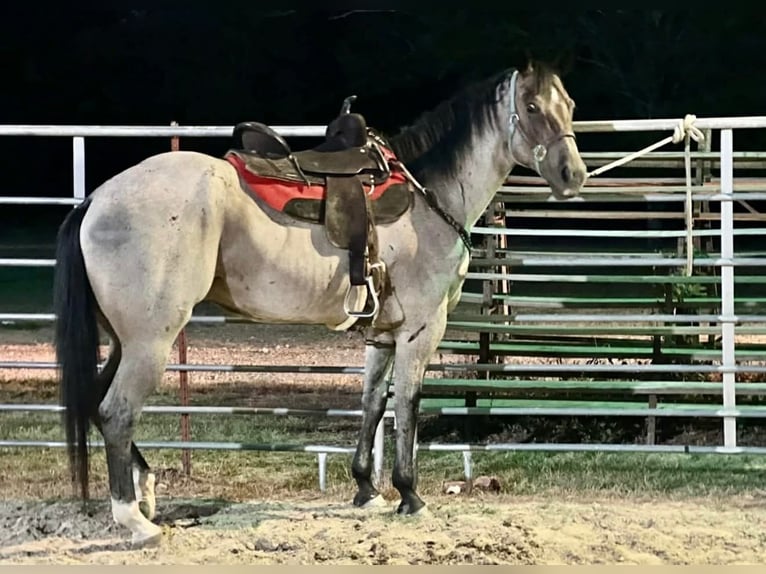American Quarter Horse Wallach 7 Jahre 163 cm Roan-Bay in Hatfield