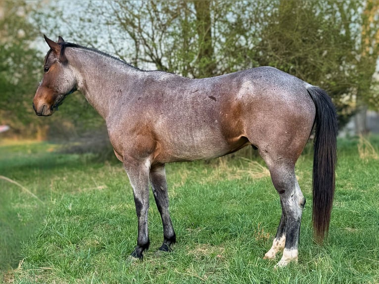 American Quarter Horse Wallach 7 Jahre 163 cm Roan-Bay in Hatfield