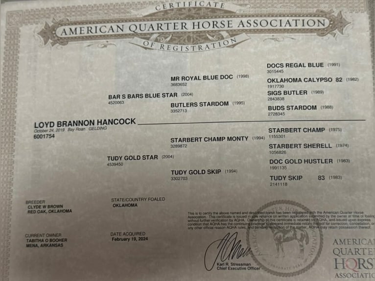 American Quarter Horse Wallach 7 Jahre 163 cm Roan-Bay in Hatfield