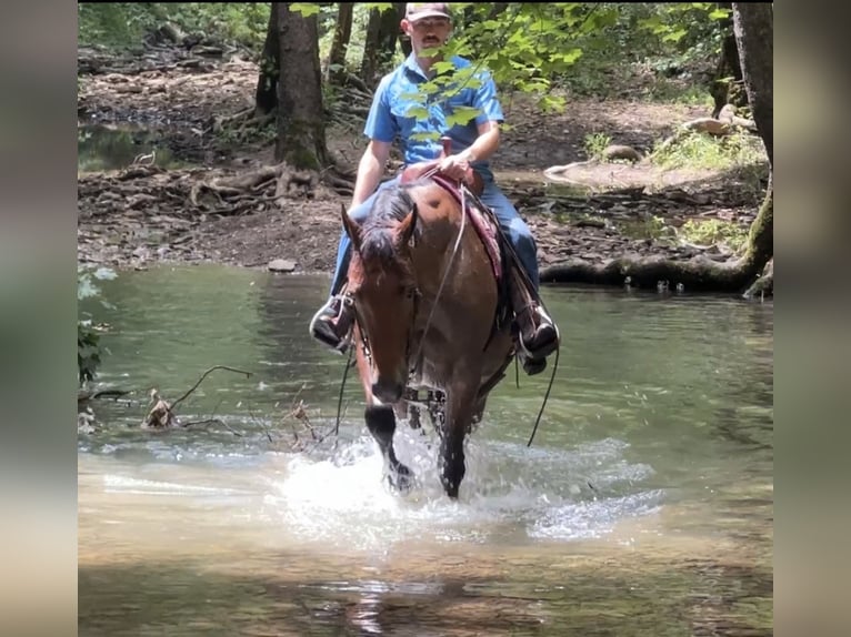 American Quarter Horse Wallach 7 Jahre 163 cm Roan-Bay in Henderson