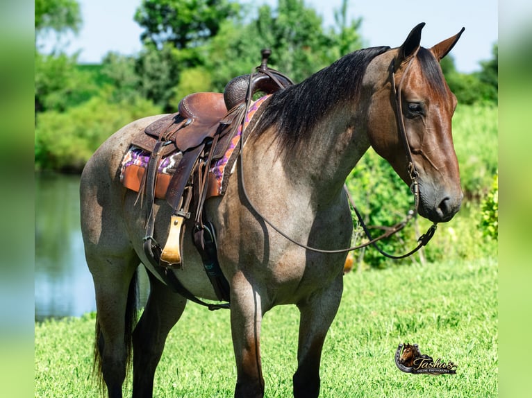 American Quarter Horse Wallach 7 Jahre 163 cm Roan-Bay in Henderson