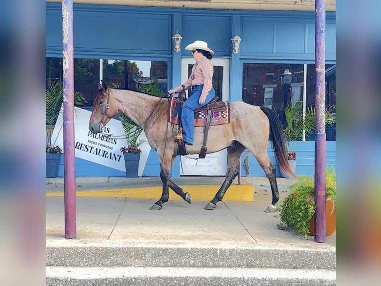American Quarter Horse Wallach 7 Jahre 163 cm Roan-Bay in Henderson