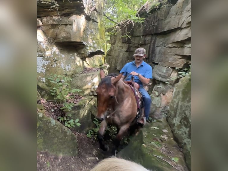 American Quarter Horse Wallach 7 Jahre 163 cm Roan-Bay in Henderson