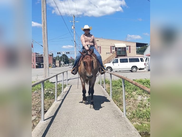American Quarter Horse Wallach 7 Jahre 163 cm Roan-Bay in Henderson