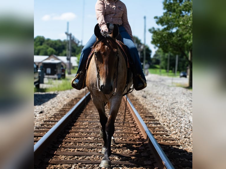American Quarter Horse Wallach 7 Jahre 163 cm Roan-Bay in Henderson