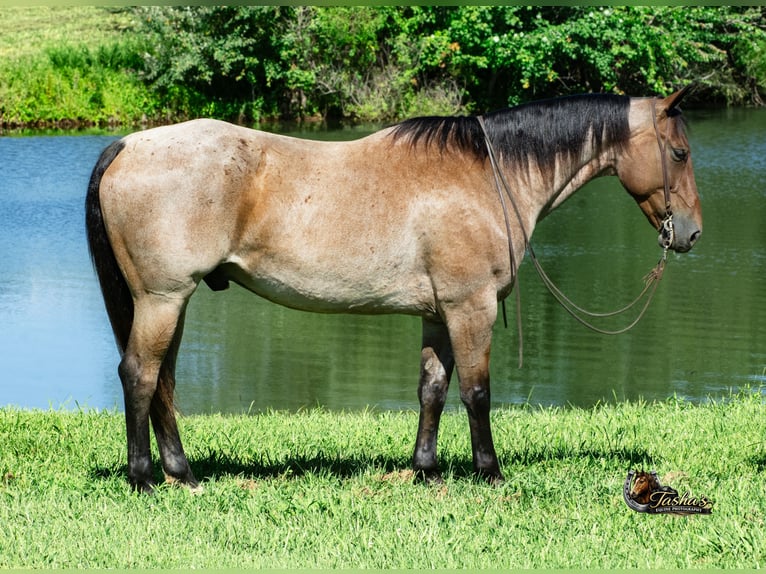 American Quarter Horse Wallach 7 Jahre 163 cm Roan-Bay in Henderson