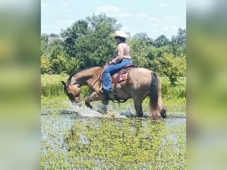American Quarter Horse Wallach 7 Jahre 163 cm Roan-Bay in Henderson