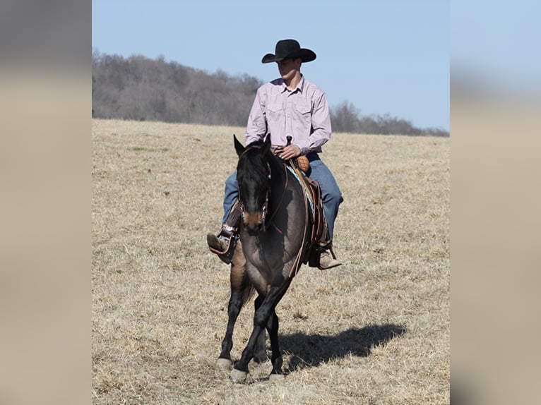 American Quarter Horse Wallach 7 Jahre 163 cm Roan-Blue in Mount Vernon KY