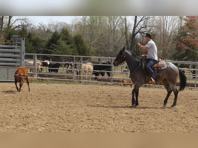 American Quarter Horse Wallach 7 Jahre 163 cm Roan-Blue in Mount Vernon KY