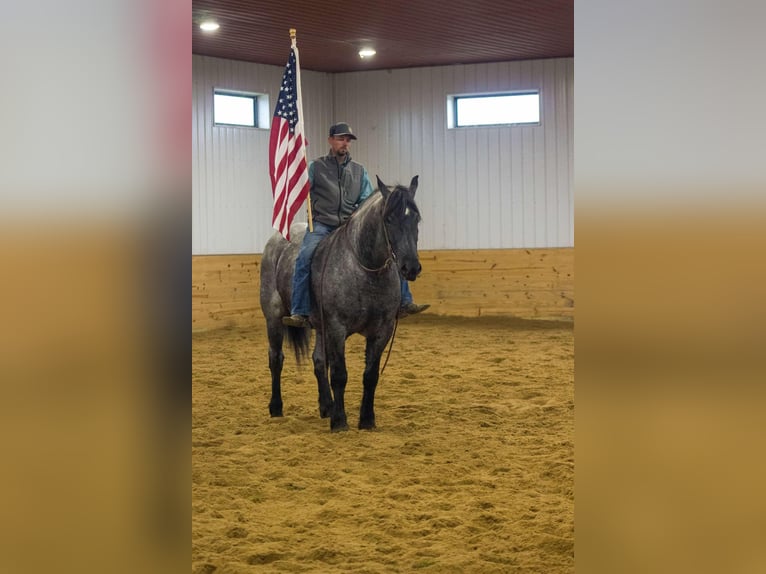 American Quarter Horse Wallach 7 Jahre 163 cm Roan-Blue in Bloomfield IA