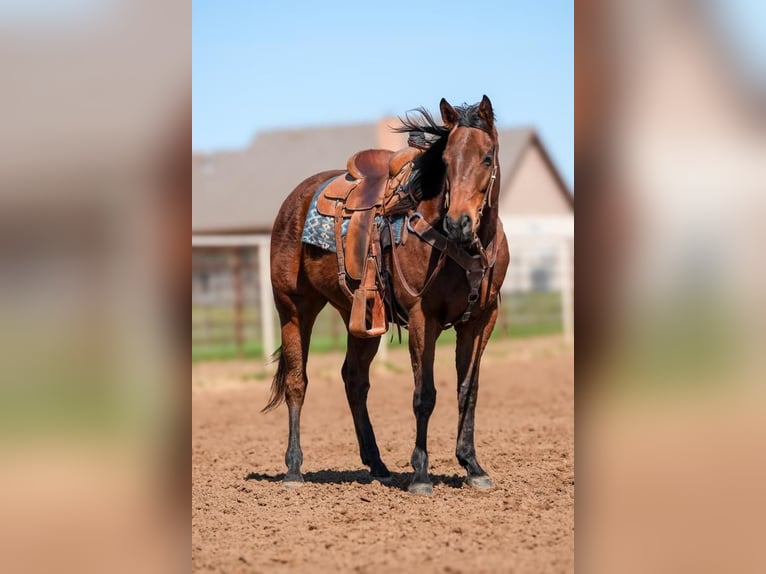American Quarter Horse Wallach 7 Jahre 163 cm Rotbrauner in Weatherford, TX
