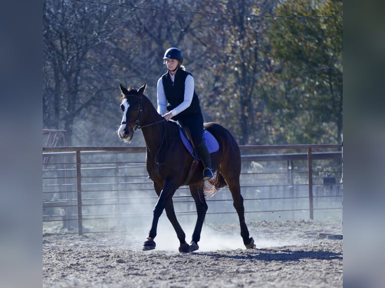 American Quarter Horse Mix Wallach 7 Jahre 163 cm Rotbrauner in Athens