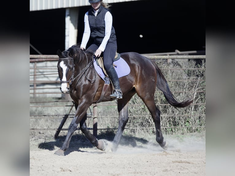American Quarter Horse Mix Wallach 7 Jahre 163 cm Rotbrauner in Athens