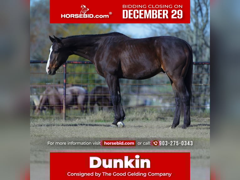 American Quarter Horse Mix Wallach 7 Jahre 163 cm Rotbrauner in Athens