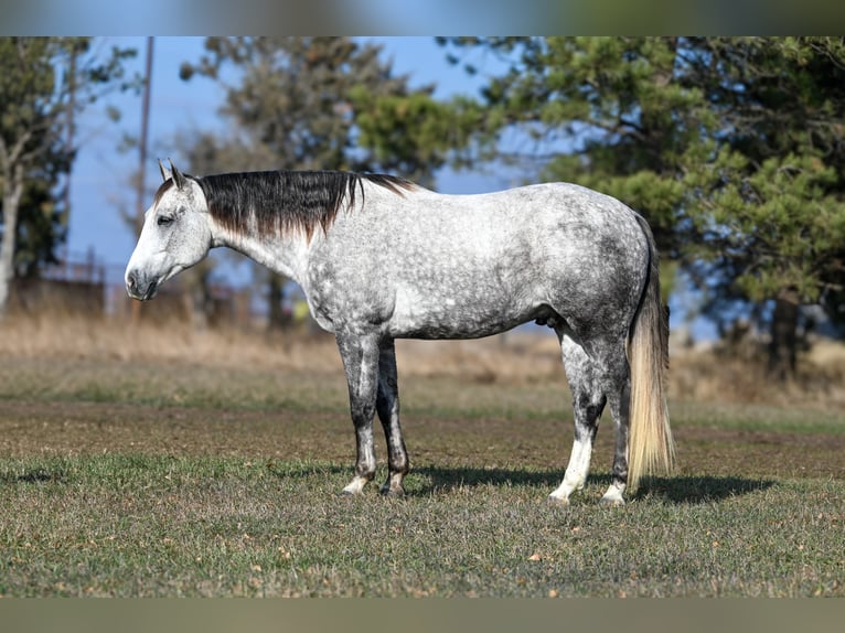 American Quarter Horse Wallach 7 Jahre 163 cm Schimmel in Canistota