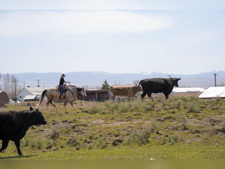American Quarter Horse Wallach 7 Jahre 163 cm Schimmel in Saint Anthony