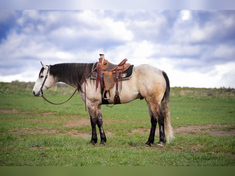 American Quarter Horse Wallach 7 Jahre 163 cm Schimmel in Saint Anthony