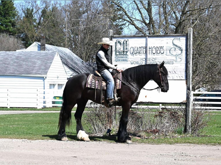 American Quarter Horse Wallach 7 Jahre 165 cm Rappe in Sturgis Mi