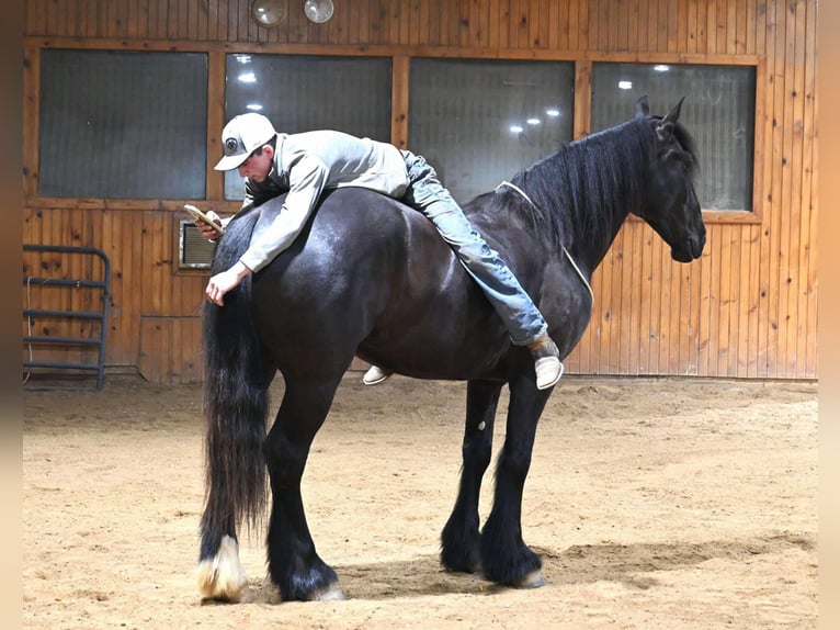American Quarter Horse Wallach 7 Jahre 165 cm Rappe in Sturgis Mi