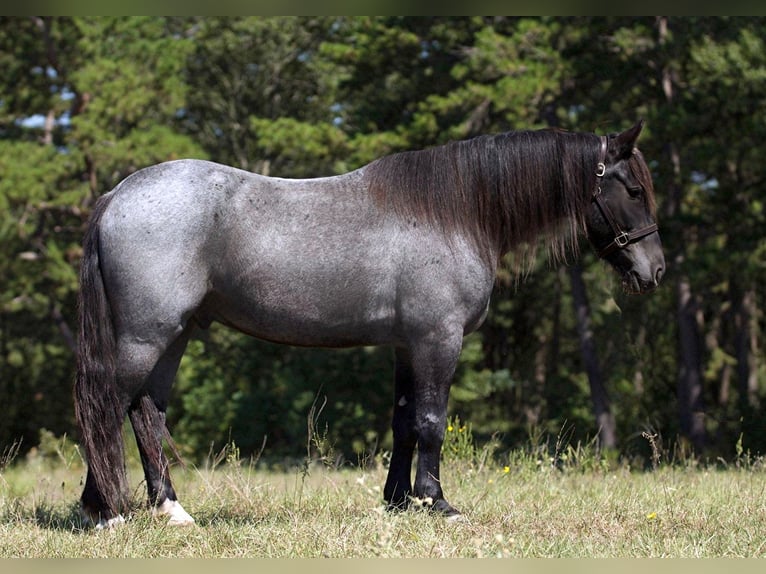 American Quarter Horse Wallach 7 Jahre 165 cm Roan-Blue in Huntsville Tx