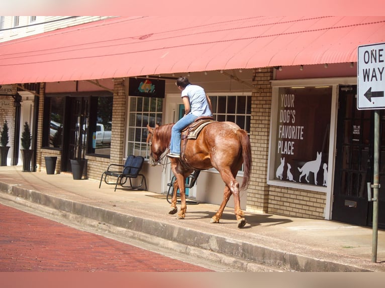 American Quarter Horse Wallach 7 Jahre 165 cm Roan-Red in Rusk TX