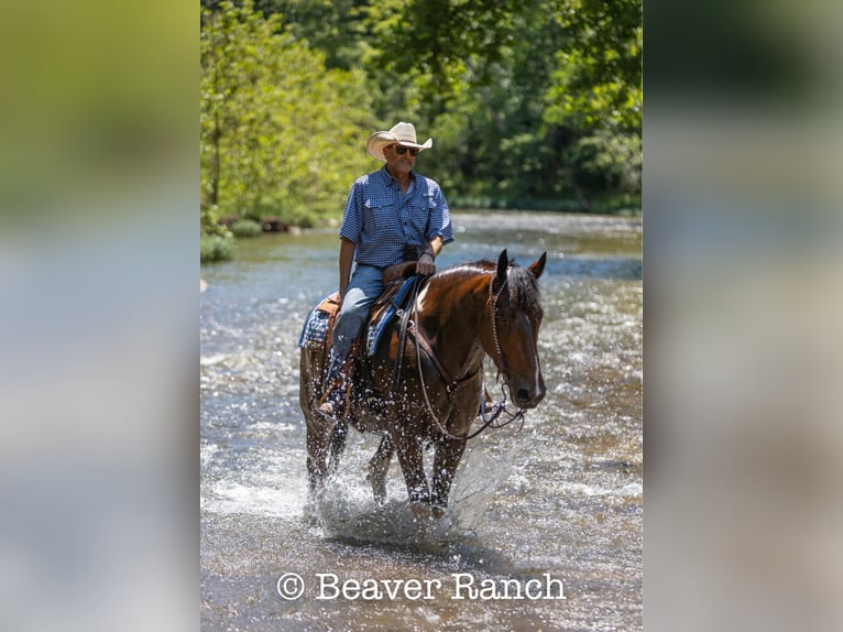 American Quarter Horse Wallach 7 Jahre 168 cm Tobiano-alle-Farben in MOuntain Grove MO