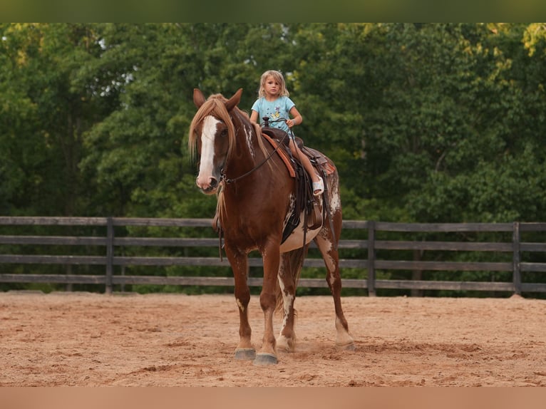 American Quarter Horse Mix Wallach 7 Jahre 168 cm in Clover, SC