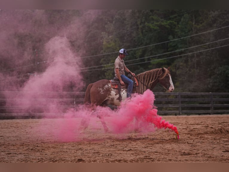 American Quarter Horse Mix Wallach 7 Jahre 168 cm in Clover, SC