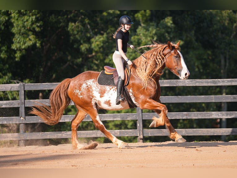 American Quarter Horse Mix Wallach 7 Jahre 168 cm in Clover, SC