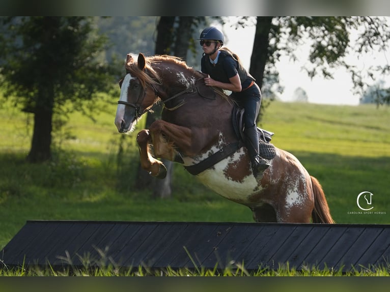 American Quarter Horse Mix Wallach 7 Jahre 168 cm in Clover, SC