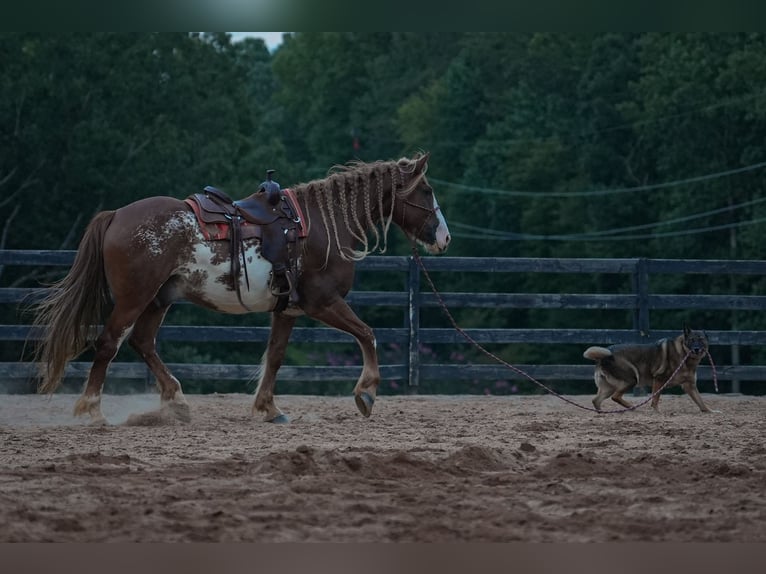 American Quarter Horse Mix Wallach 7 Jahre 168 cm in Clover, SC