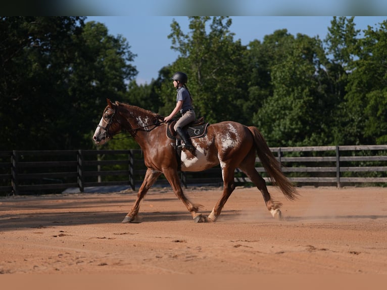 American Quarter Horse Mix Wallach 7 Jahre 168 cm in Clover, SC