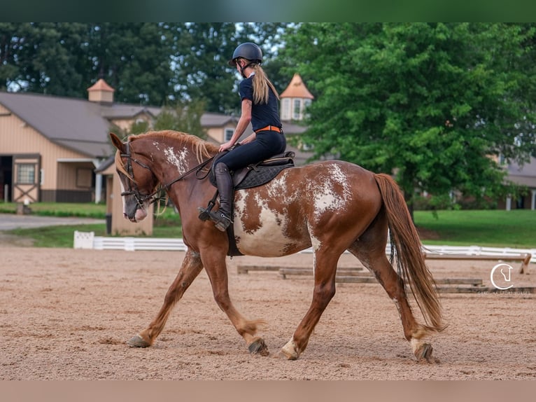American Quarter Horse Mix Wallach 7 Jahre 168 cm in Clover, SC