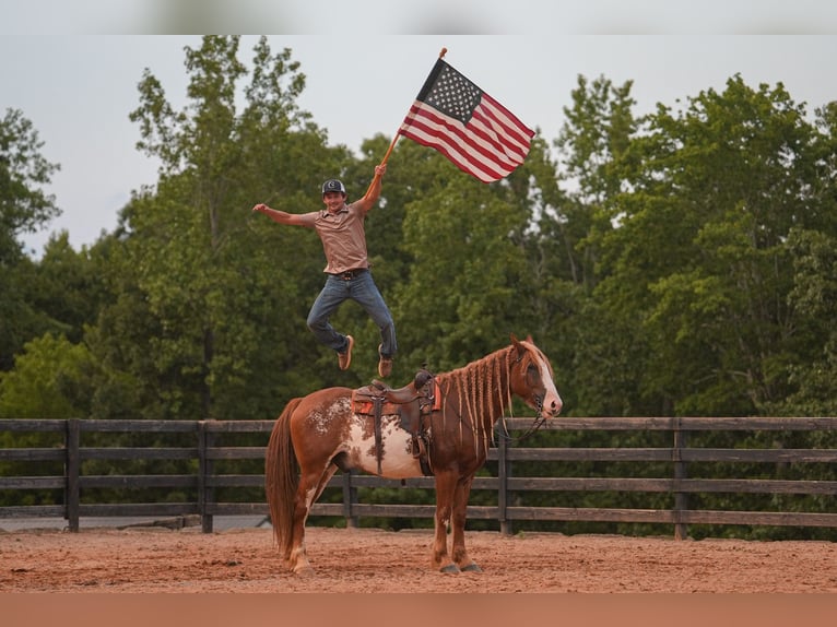 American Quarter Horse Mix Wallach 7 Jahre 168 cm in Clover, SC