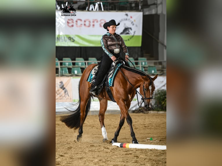 American Quarter Horse Wallach 7 Jahre 170 cm Brauner in Burgebrach