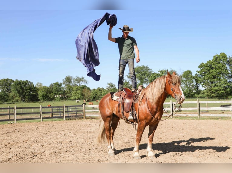 American Quarter Horse Wallach 7 Jahre 170 cm Dunkelfuchs in Howell, MI