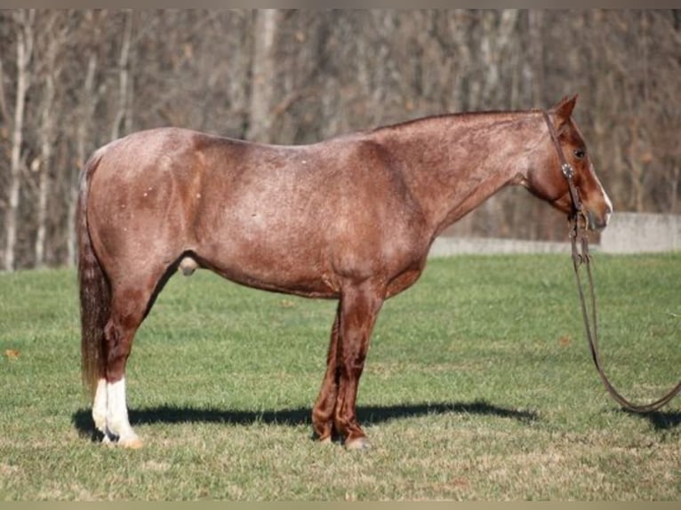American Quarter Horse Wallach 7 Jahre 173 cm Roan-Red in Los Angeles