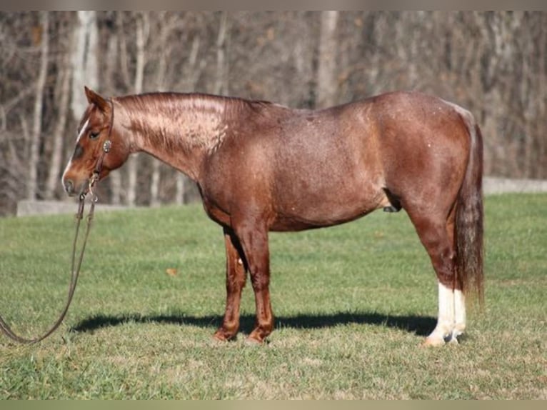 American Quarter Horse Wallach 7 Jahre 173 cm Roan-Red in Los Angeles