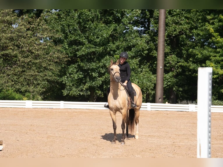 American Quarter Horse Mix Wallach 7 Jahre Buckskin in Clover