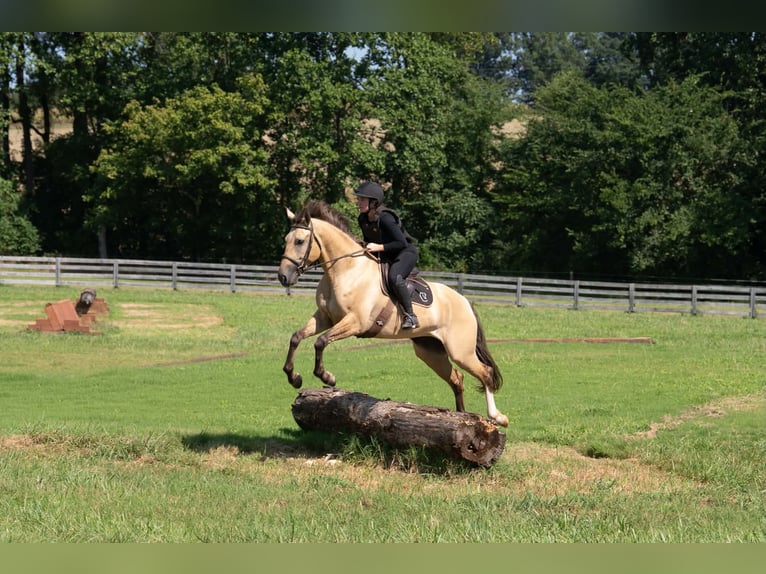 American Quarter Horse Mix Wallach 7 Jahre Buckskin in Clover