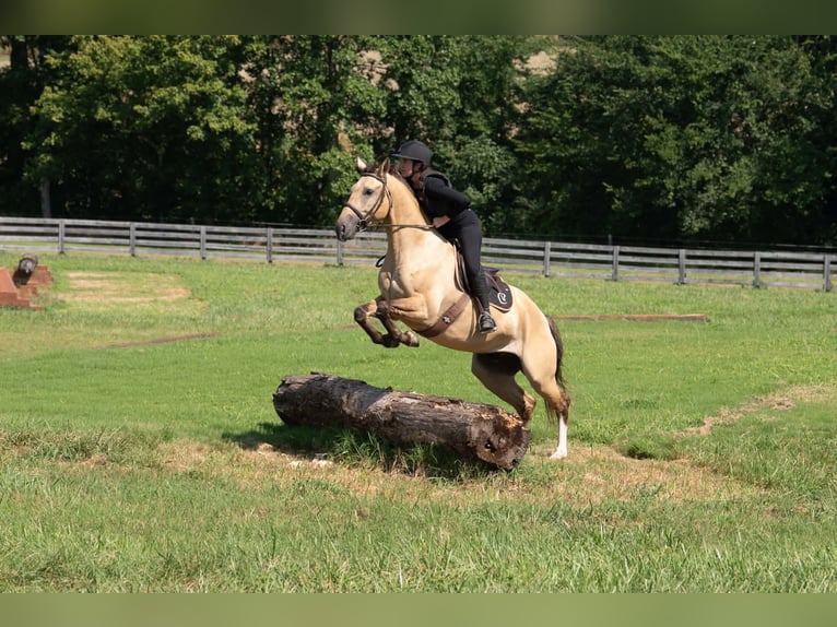American Quarter Horse Mix Wallach 7 Jahre Buckskin in Clover