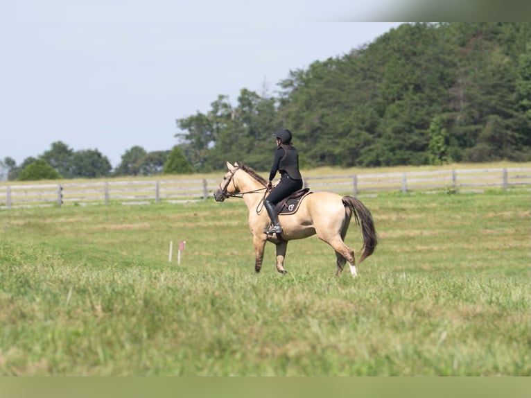 American Quarter Horse Mix Wallach 7 Jahre Buckskin in Clover