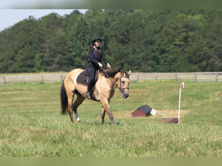 American Quarter Horse Mix Wallach 7 Jahre Buckskin in Clover
