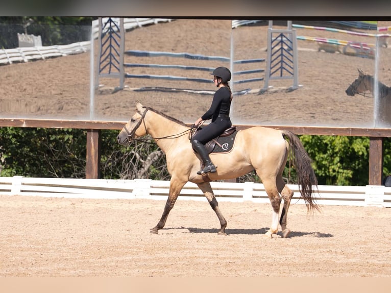 American Quarter Horse Mix Wallach 7 Jahre Buckskin in Clover