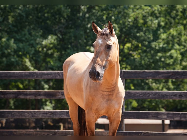 American Quarter Horse Mix Wallach 7 Jahre Buckskin in Clover