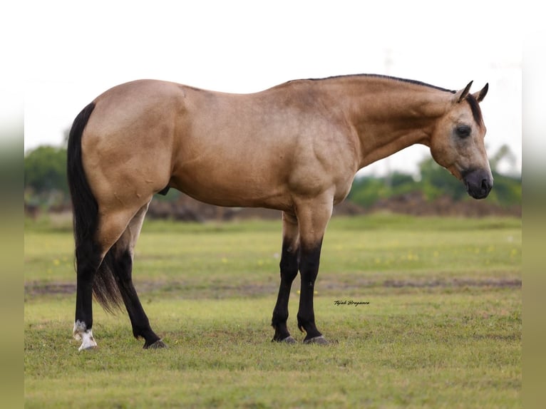 American Quarter Horse Wallach 7 Jahre Buckskin in Ponder