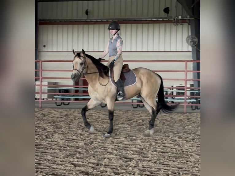 American Quarter Horse Wallach 7 Jahre Buckskin in Ponder