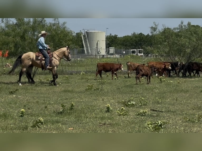 American Quarter Horse Wallach 7 Jahre Buckskin in Ponder